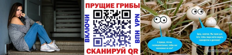 Псилоцибиновые грибы Cubensis  Рассказово 